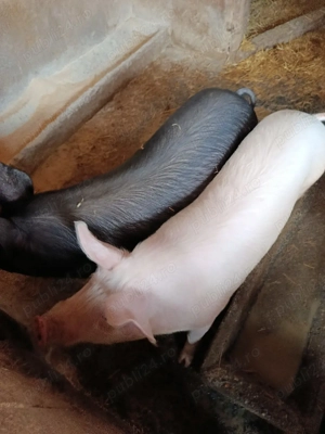 vând șoldani,grasuni.