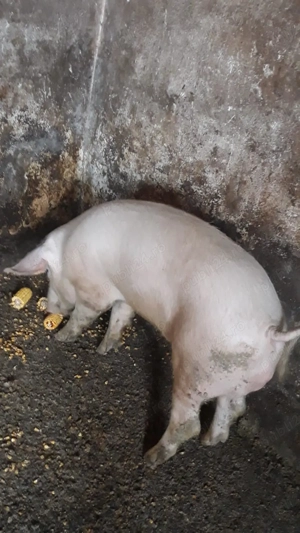 Vând porci - imagine 4