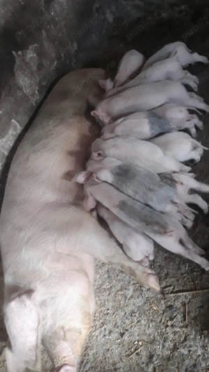 Vând porci - imagine 2