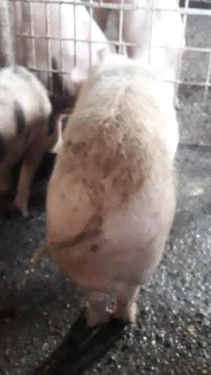 Vând porci - imagine 3