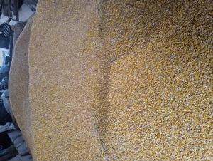 Vind porumb boabe uscat .