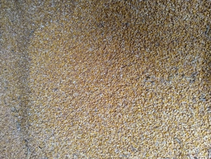 Vind porumb boabe uscat . - imagine 3