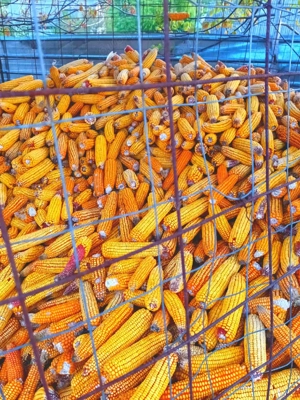 Porumb știulete pentru animale și centrală  - imagine 2