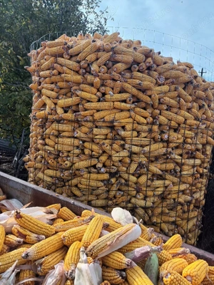 Porumb știulete pentru animale și centrală  - imagine 3