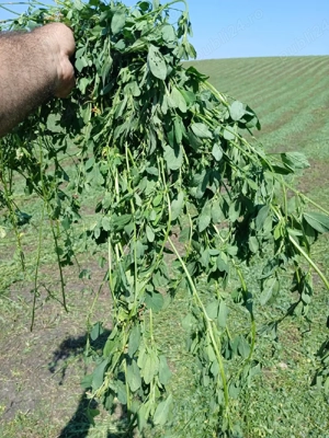 Baloți de lucernă și fân - imagine 3