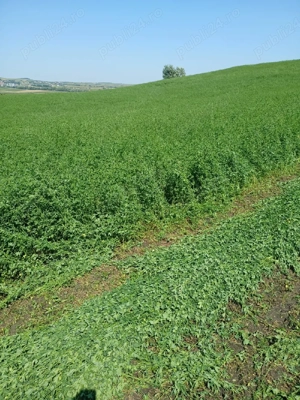 Baloți de lucernă și fân - imagine 4