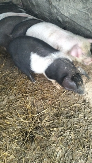 Vând 10 purcei  - imagine 4