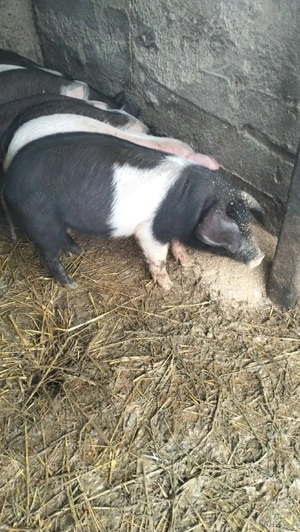 Vând 10 purcei  - imagine 5