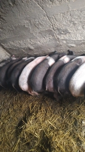 Vând 10 purcei  - imagine 3