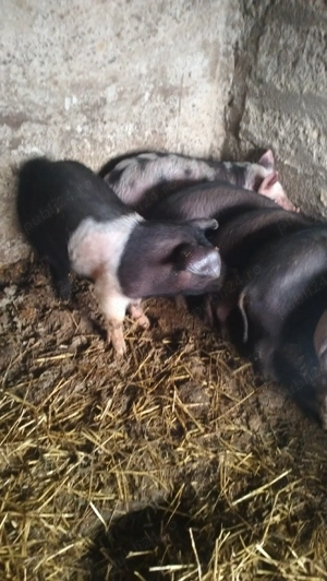 Vând 10 purcei  - imagine 2