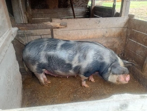 vand scroafe  - imagine 2