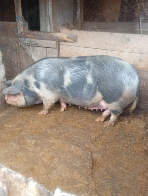 vand scroafe  - imagine 5