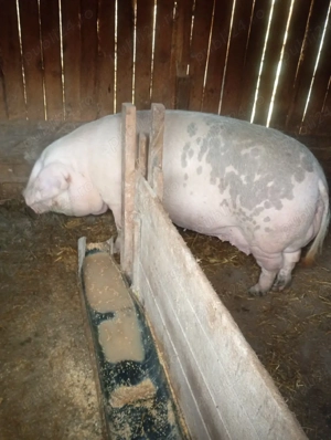 vand scroafe  - imagine 3