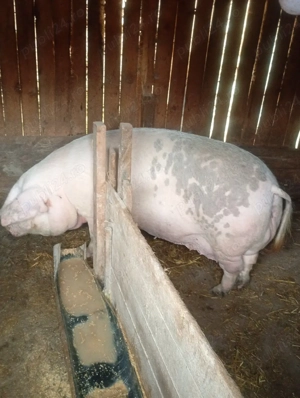 vand scroafe  - imagine 4