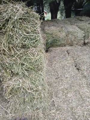 Baloți de lucernă și fân - imagine 5