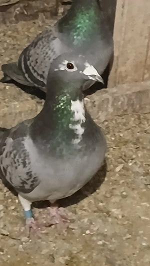 porumbei voiajori  - imagine 5