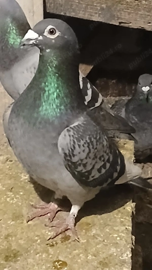 porumbei voiajori  - imagine 3