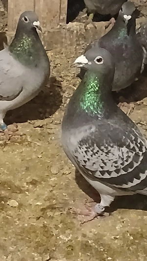 porumbei voiajori  - imagine 4