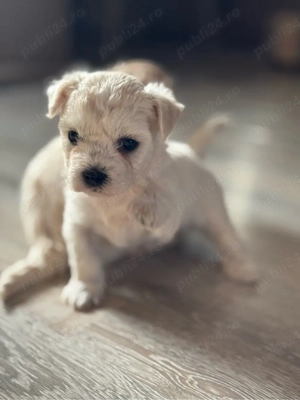 Vând bichon  - imagine 3