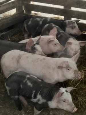 porc.        - imagine 4