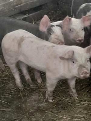 porc.        - imagine 3