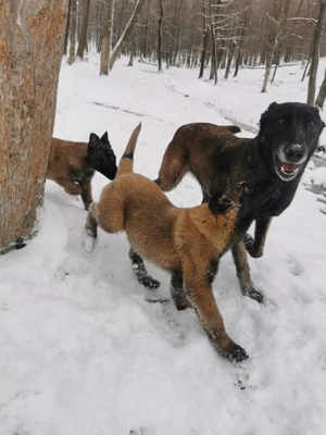 Ciobănesc belgian malinoise 