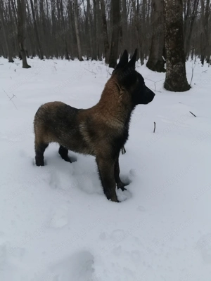 Ciobănesc belgian malinoise  - imagine 3