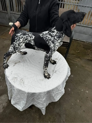 Femela brac german - imagine 3