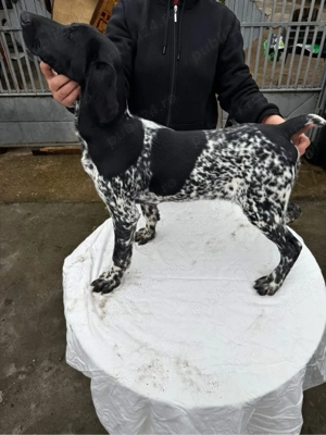 Femela brac german - imagine 2