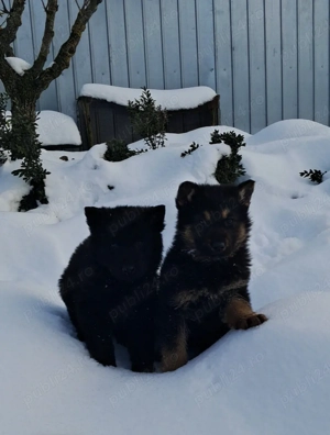 ciobanesc german cu par lung  - imagine 4