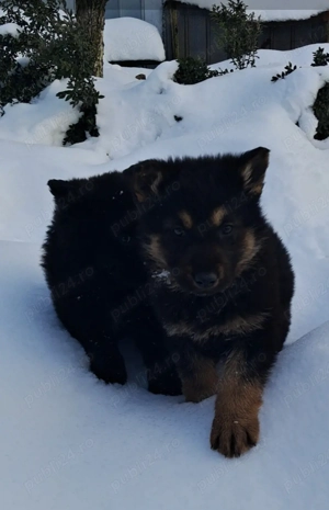 ciobanesc german cu par lung  - imagine 5