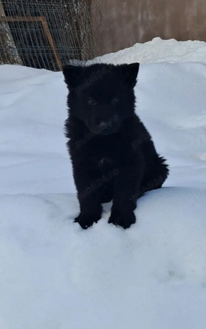 ciobanesc german cu par lung  - imagine 3