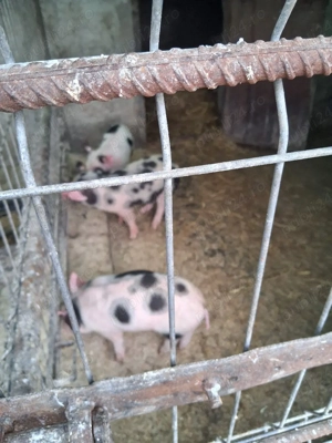 Purcei de vânzare 4 săptămâni 