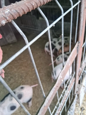 Purcei de vânzare 4 săptămâni  - imagine 2