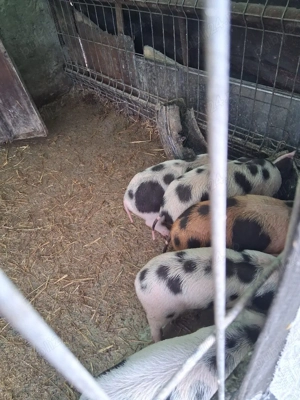 Purcei de vânzare 4 săptămâni  - imagine 3