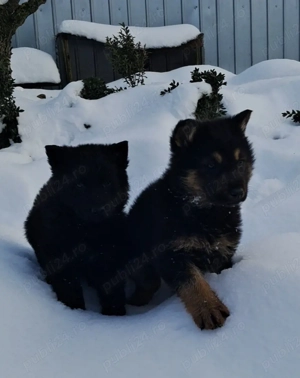 ciobanesc german cu par lung  - imagine 2