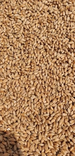 Grâu de panificație Glosa - imagine 2