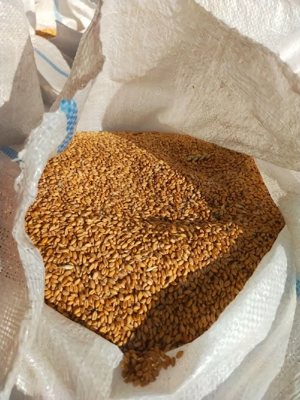 Grâu de panificație Glosa - imagine 4