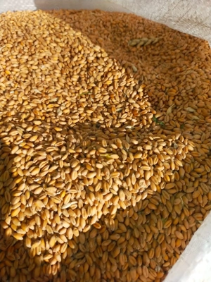 Grâu de panificație Glosa - imagine 5