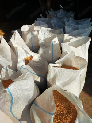 Grâu de panificație Glosa - imagine 3