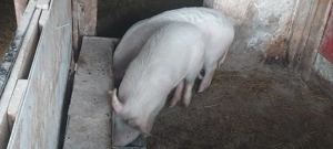 Vând soldani  - imagine 2