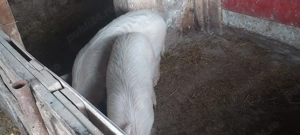 Vând soldani  - imagine 3