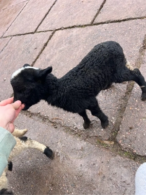 vand 2 miei - imagine 4