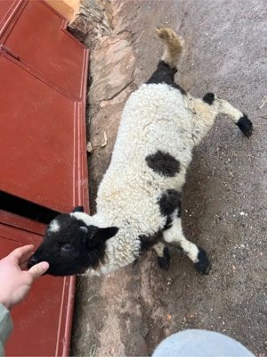 vand 2 miei - imagine 3