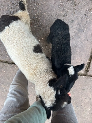 vand 2 miei - imagine 2