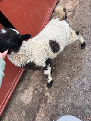 vand 2 miei - imagine 5