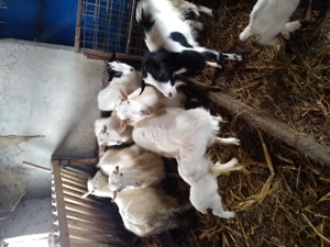 De vânzare capresi țap 