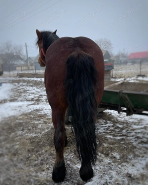 Mânză de 3 ani de vânzare  - imagine 3