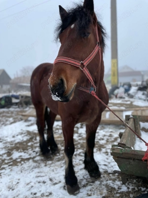 Mânză de 3 ani de vânzare  - imagine 2