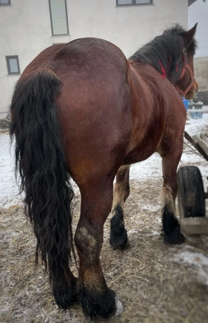 Mânză de 3 ani de vânzare  - imagine 4